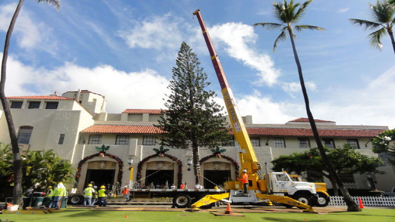 Professional Tree Pruners in Honolulu Can Help Your Trees Stay Attractive and Healthy