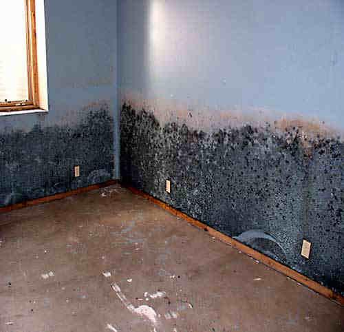 Why Call the Professionals for Water Damage Restoration in Aurora CO?