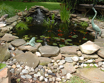 Aquascapes in Brookfield, WI are Becoming More and More Popular
